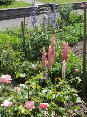 Ein Garten an der Unterkunft Apartment Beck