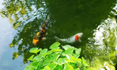 Blick auf einen Fluss in der Nähe des Bed & Breakfasts