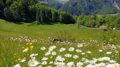 Naturlandschaft in der Nähe der Ferienwohnung
