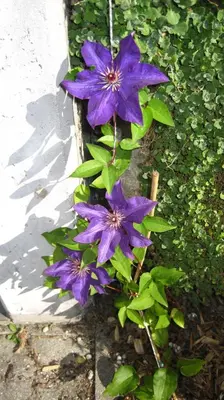 Ein Garten an der Unterkunft Studio Bel-Hüs / Bel-Häx