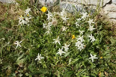 Ein Garten an der Unterkunft Art Oase - Lenzspitze