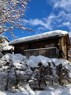 Alter Lärch im Winter