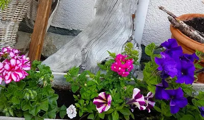 Ein Garten an der Unterkunft Appartement Lehnbach