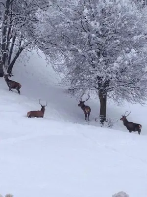Aragon lodge im Winter