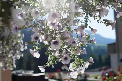 Ein Garten an der Unterkunft Hotel Rischli