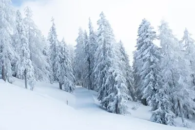 Ferienwohnung Silberdistel im Winter