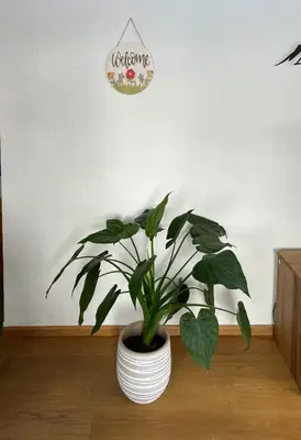 Grundriss der Unterkunft Haus Vira