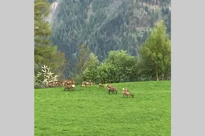Tiere in der Ferienwohnung oder in der Nähe