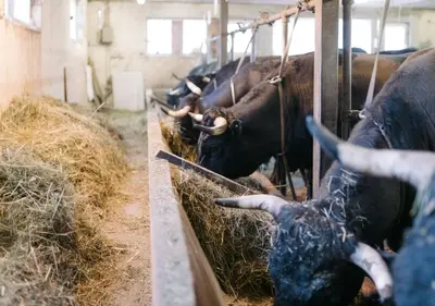 Tiere im Bed & Breakfast oder in der Nähe