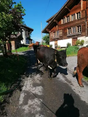 Tiere in der Ferienwohnung oder in der Nähe