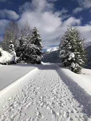 Distel im Winter