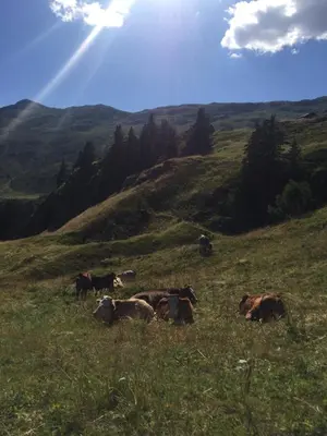 Tiere im Chalet oder in der Nähe