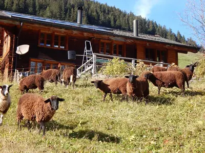 Tiere in der Ferienwohnung oder in der Nähe