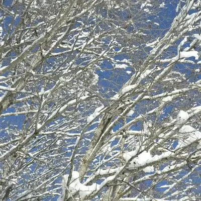 Chalet Zuckerpuppa