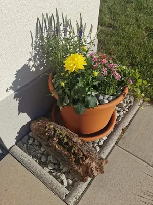 Ein Garten an der Unterkunft Modernes Studio l Berge l Nähe Zermatt l Grächen