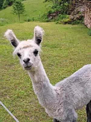 Tiere im Ferienhaus oder in der Nähe