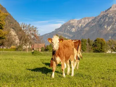 Tiere in der Ferienwohnung oder in der Nähe