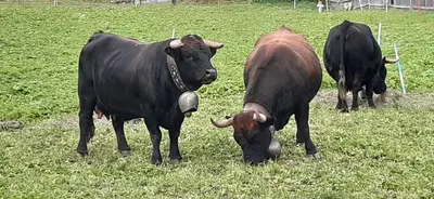 Tiere in der Ferienwohnung oder in der Nähe