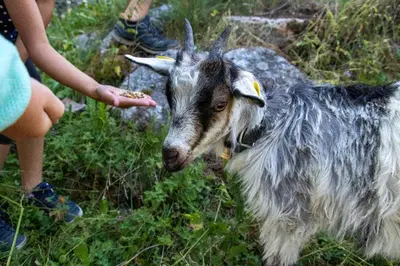 Tiere auf dem Campingplatz oder in der Nähe