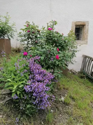 Ein Garten an der Unterkunft Ferienhaus Turilji