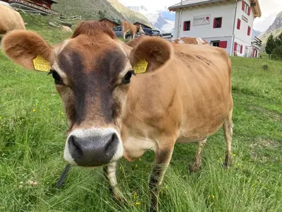 Tiere in der Lodge oder in der Nähe