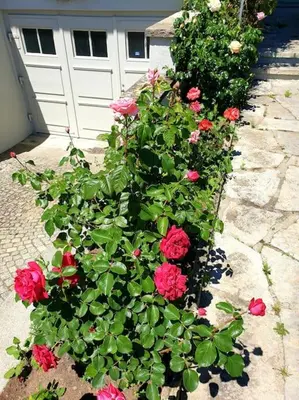 Ein Garten an der Unterkunft Natalies Hideaway